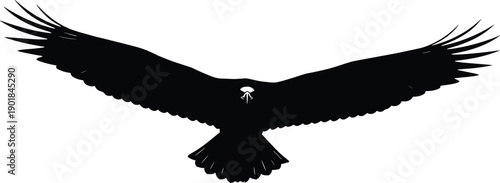 Eagle silhouette flying with wings spread wide, majestic bird of prey in flight, predator soaring for freedom nature and power concept