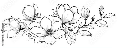 a simple line drawing of flowers and leaves on the right side, black lines, white background, vector illustration style, flat design, magnolia flower branch, simple stroke details, hand-drawn style, c