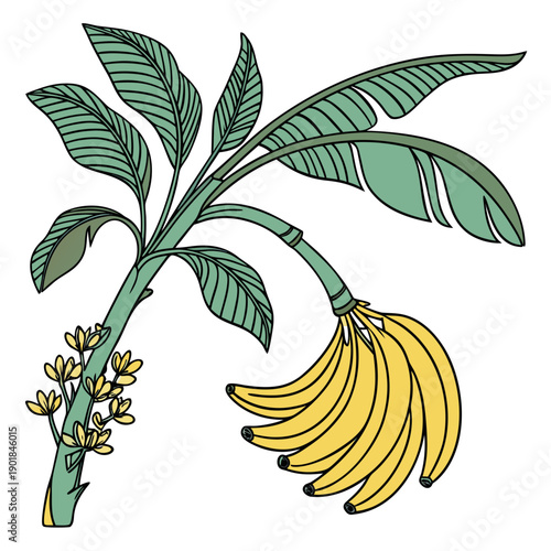 A bunch of ripe bananas hanging from a leafy green plant. Vector