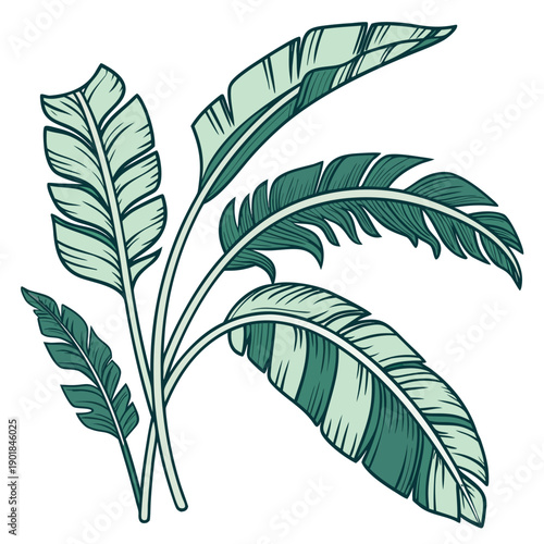 A vibrant illustration of a green plant with broad leaves and delicate stems. Vector