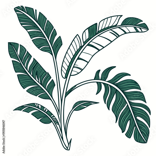 A vibrant illustration of a tropical plant with large, glossy green leaves. Vector