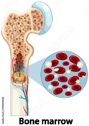 Human Bone Marrow Structure and Blood Cell Formation Illustration