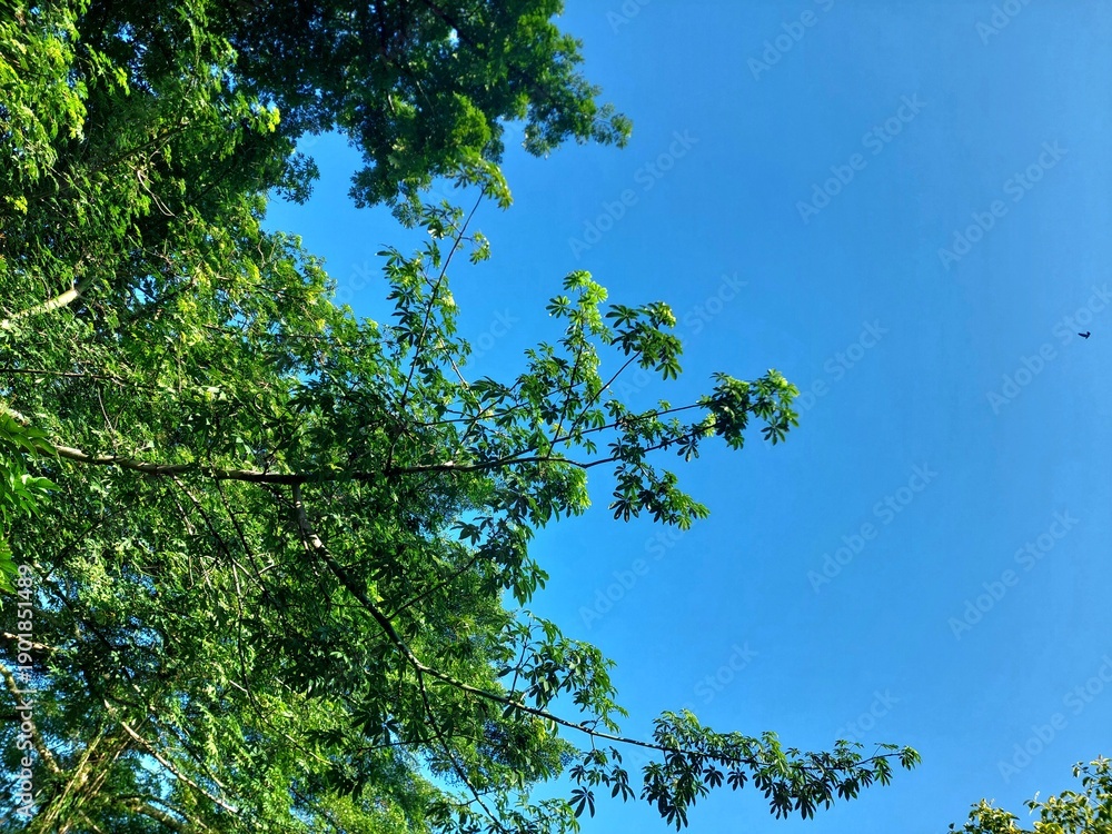 Fototapeta premium free space trees with sky for background