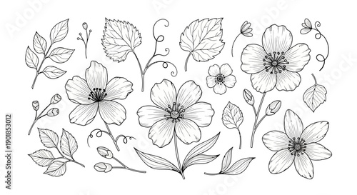 Hand-drawn vector botanical elements set: delicate flowers, leaves, and buds in black outline, isolated on white