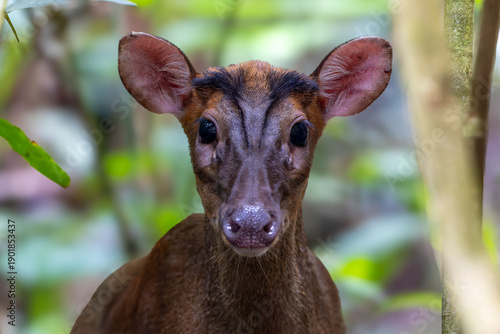Nature wildlife image of Red Muntjac or barking deer (multiacus muntjak) taken at Trusmadi Deep rainforest jungle, Tambunan, Sabah, Malaysia