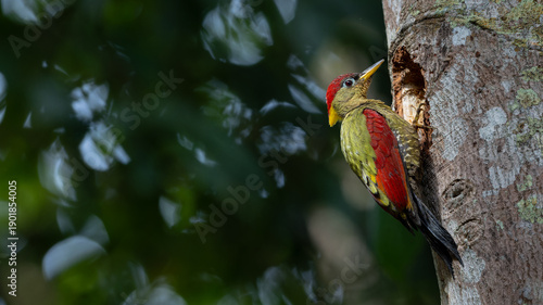 Crimson-winged woodpeckers perched on a weathered tree trunk, showcasing their vibrant plumage against the natural backdrop.