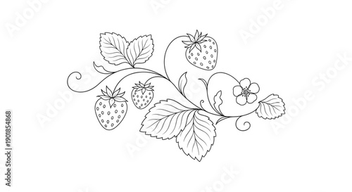 Detailed black and white line art illustration of a strawberry plant branch with ripe berries, flowers, and characteristic leaves.