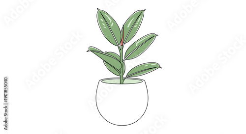 Healthy rubber plant with large shiny oval green leaves and a small reddish growth tip in a white ceramic pot on a clean white background.