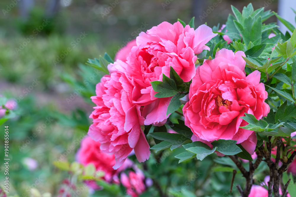 Fototapeta premium Blossoming Pink Peonies in Garden