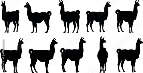 Llama and alpaca silhouette collection set vector illustration of cute farm animals isolated on white background for nature design.