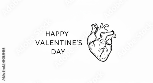 Anatomical heart illustration with happy valentine's day text on white background for love and greeting card concepts