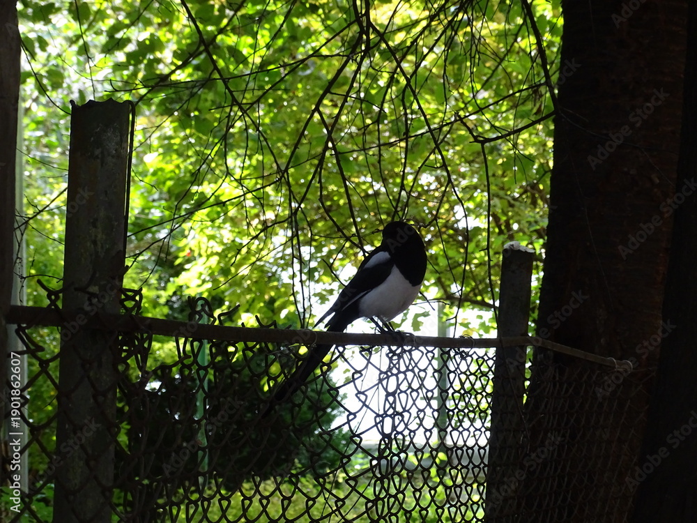Fototapeta premium silhouette of a man sitting on a fence