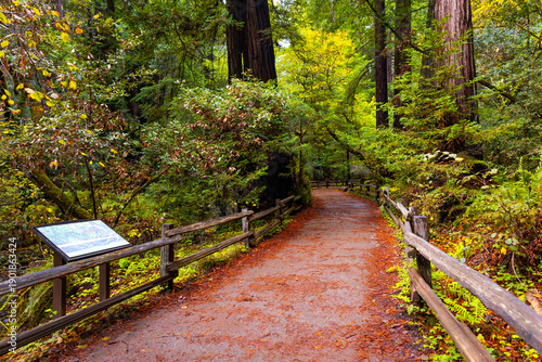 Εκτύπωση καμβά Muir Woods redwood trail scenic forest path