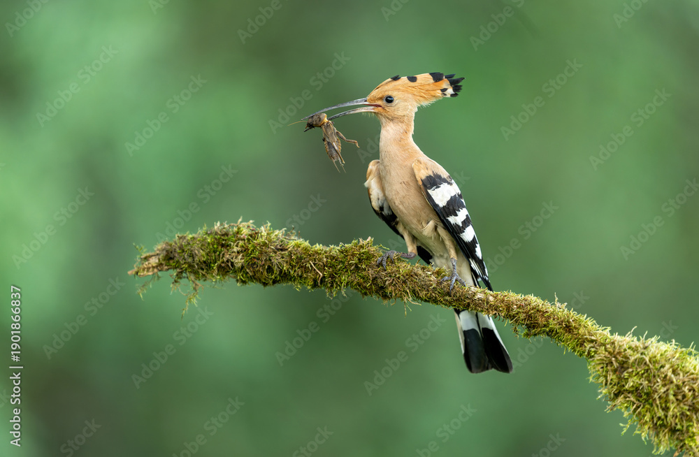 Fototapeta premium Eurasian hoopoe bird in early morning light ( Upupa epops )