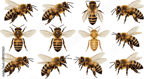 Detailed honey bee vector illustration collection featuring various bees in flying and top view poses for nature, pollination, and environment concepts.