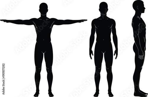 Male human body silhouette front side and T-pose views, anatomical reference figure for medical study, 3D modeling, fitness and anatomy design