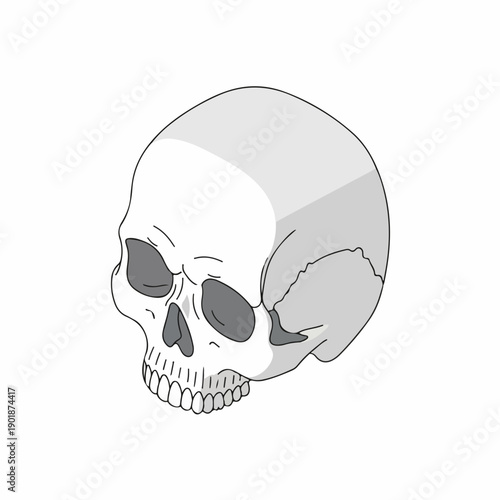 Isometric Artistic Simplified Skull Anatomy Body Part Graphic Illustration