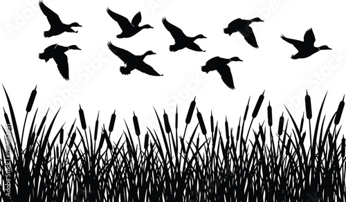 Flying ducks silhouette illustration, reed grass marsh landscape, wildlife birds flock, nature wetland scene, black vector background design