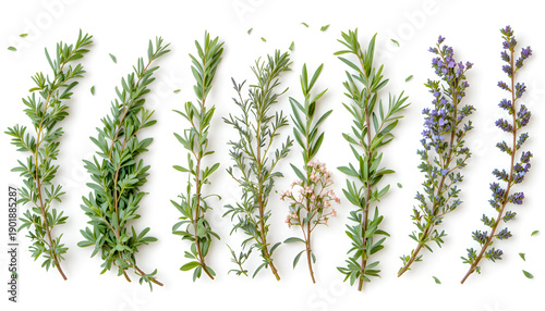 Collection of fresh green herb sprigs and lavender branches on a clean white background