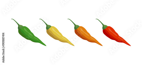 Vector illustration of four chili peppers showing different heat levels or stages of ripeness: green, yellow, orange, and red. Isolated on a white background.