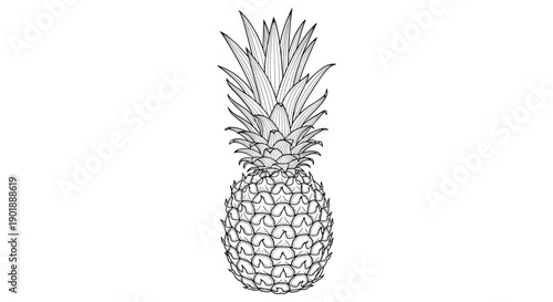 Highly detailed black and white line art illustration of a whole pineapple, showing its textured skin and leafy crown.