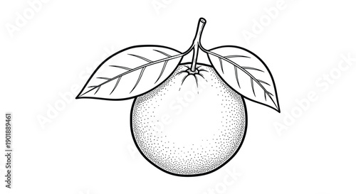 Black and white stipple-style illustration of a whole orange or citrus fruit with two leaves attached to the stem.