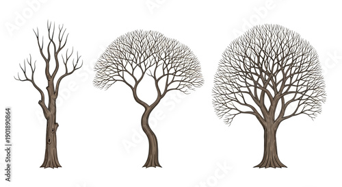 Three distinct bare trees with intricate branch structures, isolated on a white background.