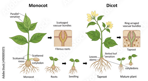 Monocot and dicot plant structures growth stages and root systems compared