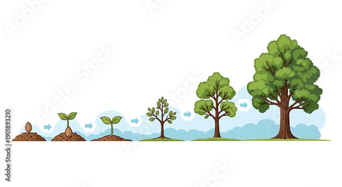 Tree growth stages from seed to full grown tree with green leaves on white background