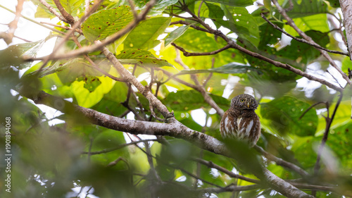 Sunda owlet (Taenioptynx sylvaticus) is a small owl from Borneo and Sumatra