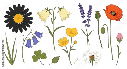 Collection of various wildflowers and plants, hand-drawn illustration for design