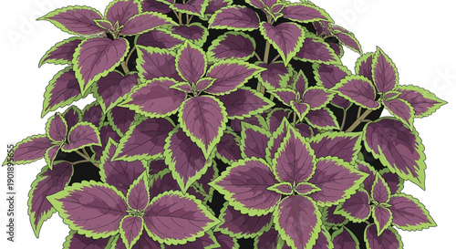 Vibrant Coleus Plant with Contrasting Purple and Green Foliage