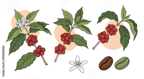 Hand-drawn Coffee Plant Branches with Berries, Flowers, and Beans