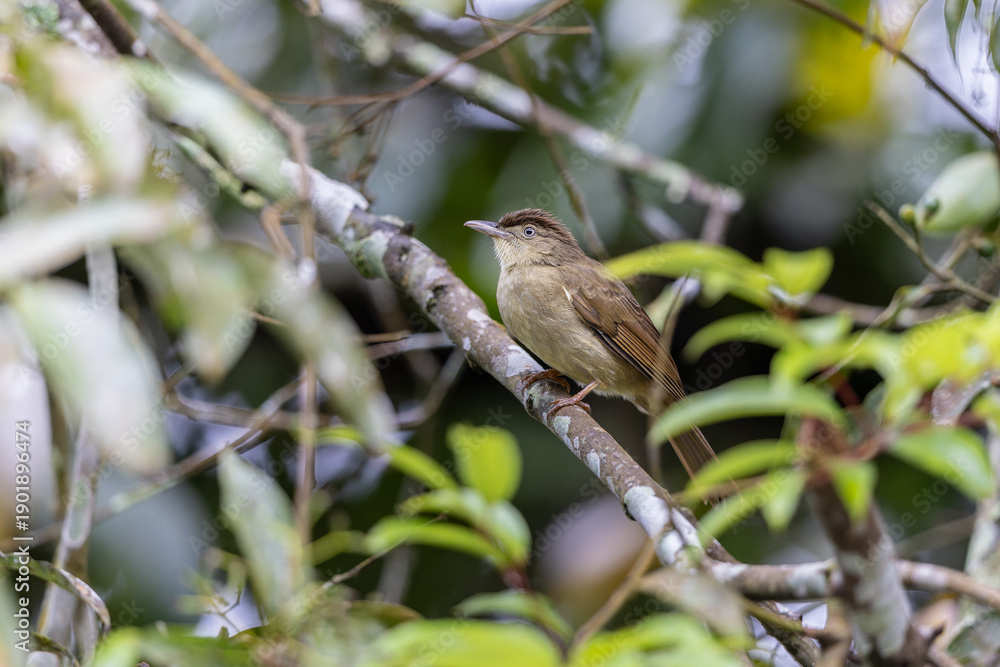 Obraz premium Charlotte's Bulbul perched on a branch, showcasing its soft, olive-brown plumage and distinctive features, including a bright yellow vent and a subtle crest.