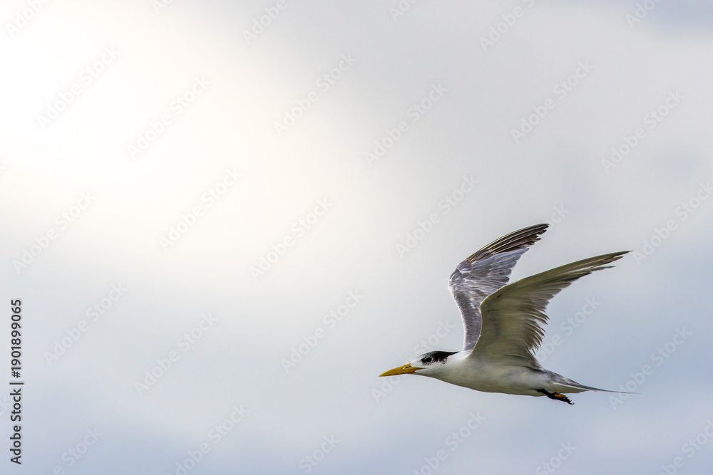 Fototapeta premium Seabirds Greater Crested Tern flying in the sky
