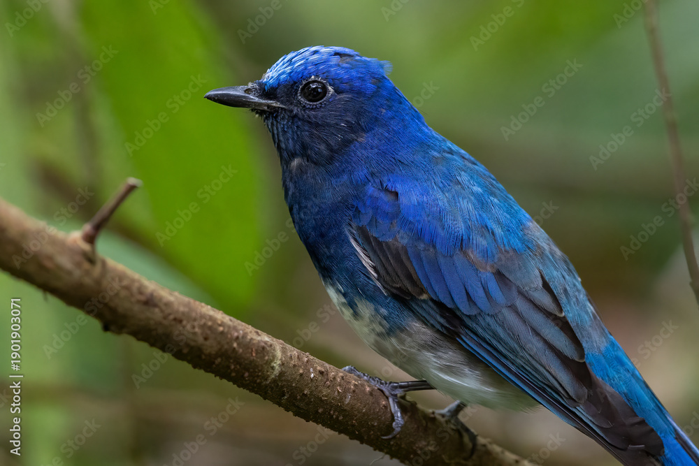Obraz premium Nature wildlife bird of Zappey's Flycatcher, Migration bird of Sabah Borneo.