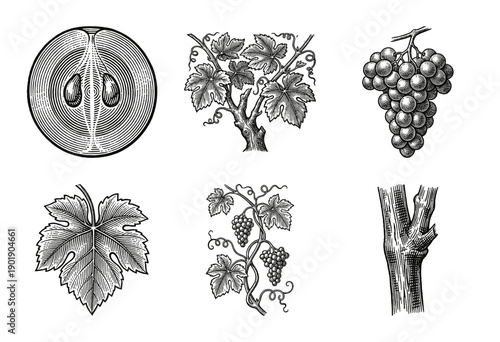 Vintage botanical engraving set of grapevine elements including bunches of grapes leaves vine trunk and cross section of fruit