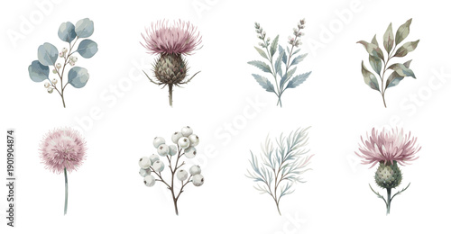 Watercolor Botanical Floral Thistle and Berry Set