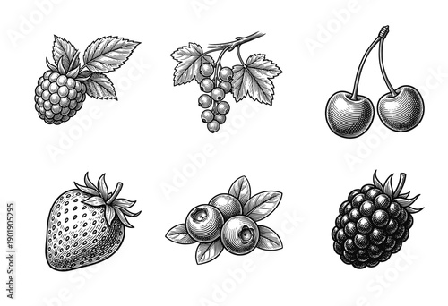 Set of vintage woodcut style berry illustrations including raspberry, strawberry, blueberry, cherry, currant, and blackberry for culinary design.