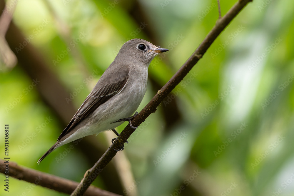 Fototapeta premium Nature wildlife image of Asian Brown Flycatcher perching on tree branch