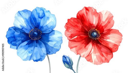 Watercolor rendering of two poppies, one blue, one red, with a bud