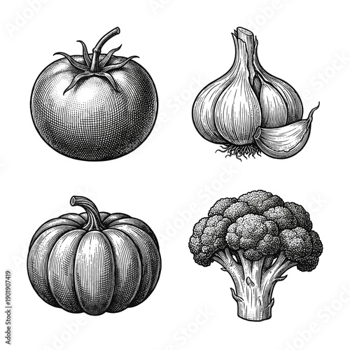 Vintage style botanical illustration featuring detailed woodcut engravings of a tomato, garlic bulb, pumpkin, and broccoli floret in a four part vegetable collection.