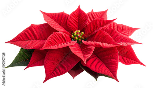 Isolated vibrant red poinsettia flower with green center and dark background