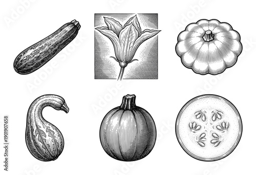 Vintage woodcut engraving of summer and winter squash varieties including zucchini and pattypan with flower and cross section