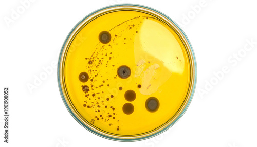 Close-up of petri dish with yellow agar and bacterial colonies