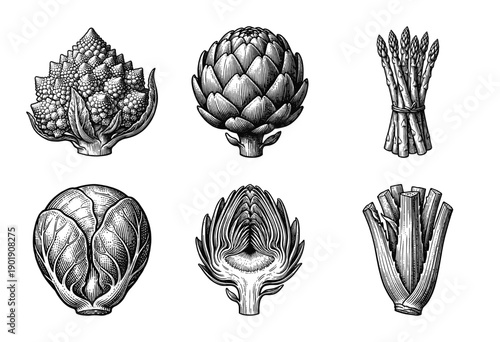 Vintage engraving style collection of fresh organic vegetables including romanesco broccoli artichoke asparagus brussels sprout and celery