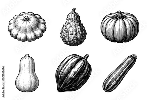 Vintage engraving collection of diverse squash and gourds including pumpkin, zucchini, and butternut squash isolated on a plain white background.