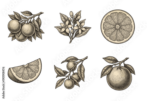 Vintage citrus botanical illustration set featuring engraved oranges, blossoms, leaves, and sliced fruit segments in a hand drawn etching style.