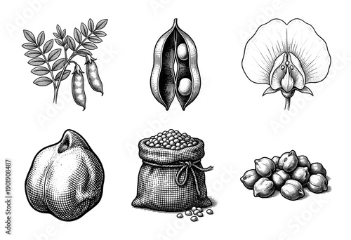 Vintage engraving collection of chickpea plant anatomy featuring seeds, flowering blossom, open pods, and harvested sack in a classic botanical line art style.