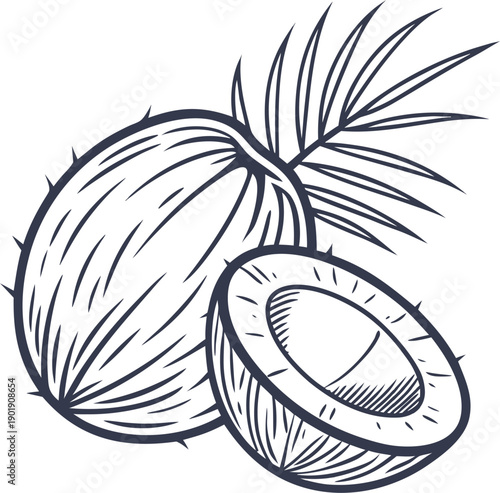 vector illustration of a coconut